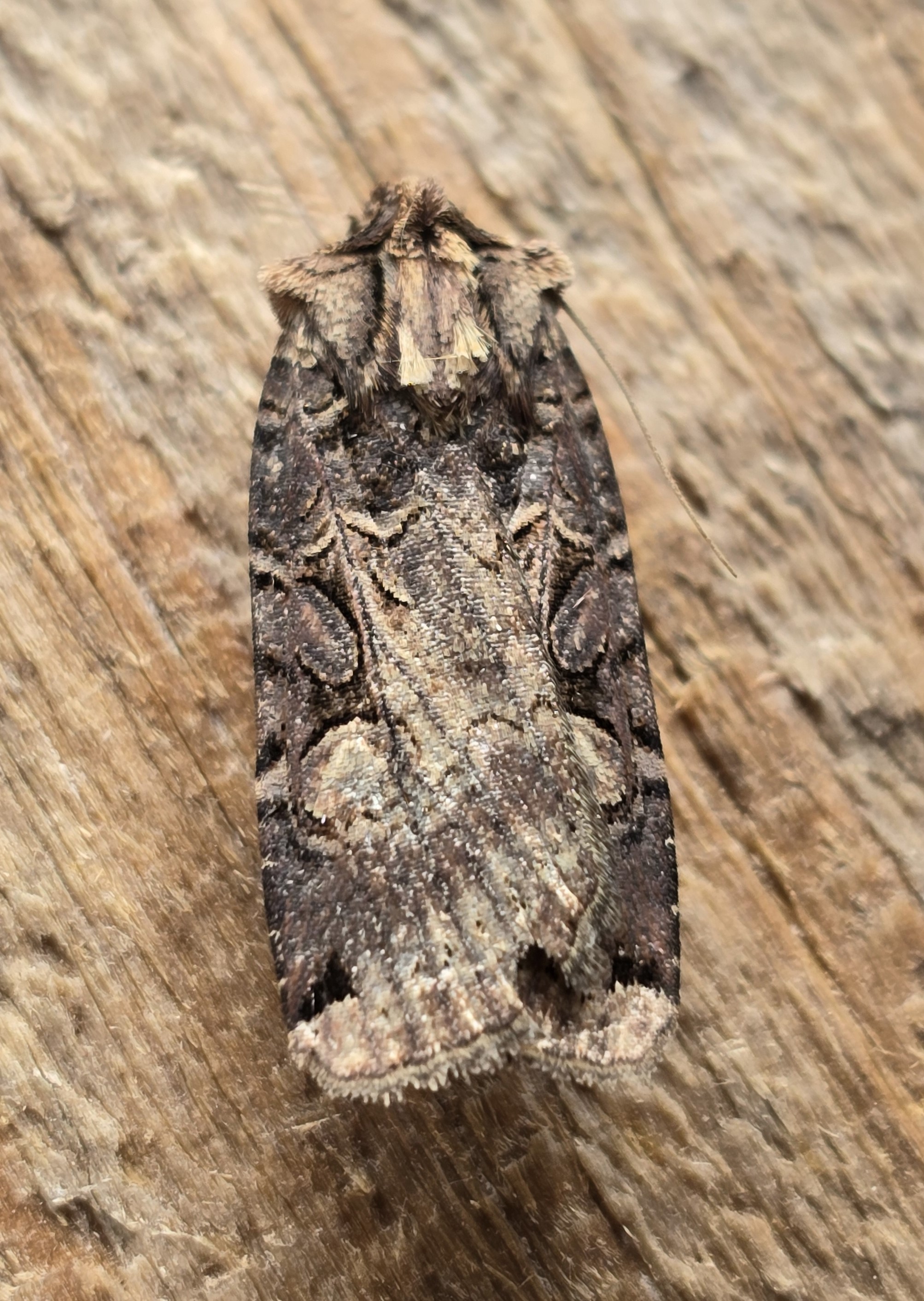 Photo of Opigena polygona